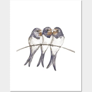 Three young swallows Posters and Art